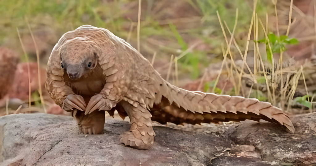 Growth and Development of Pangolin