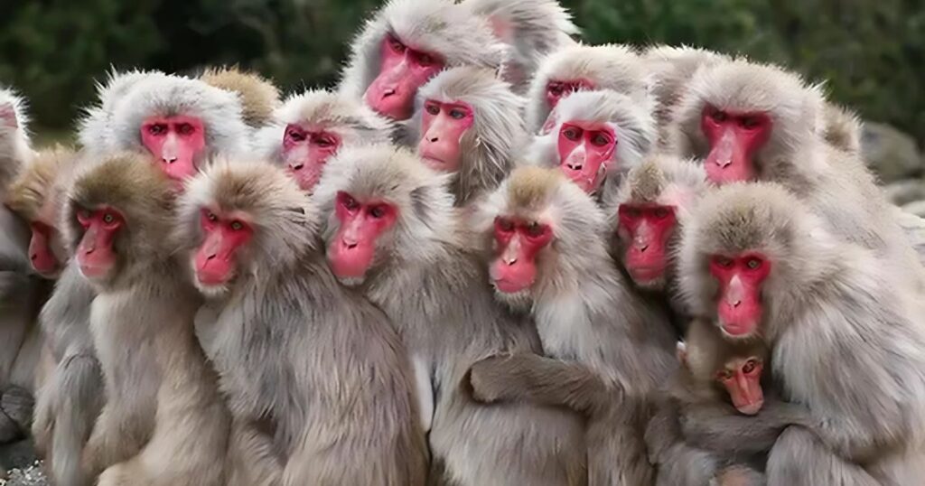 Japanese Macaque Behavior
