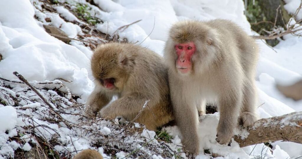 Japanese Macaque Habitat 