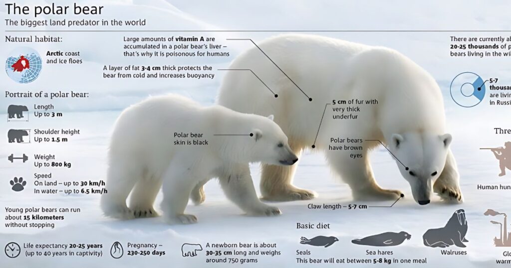key facts about polar bears