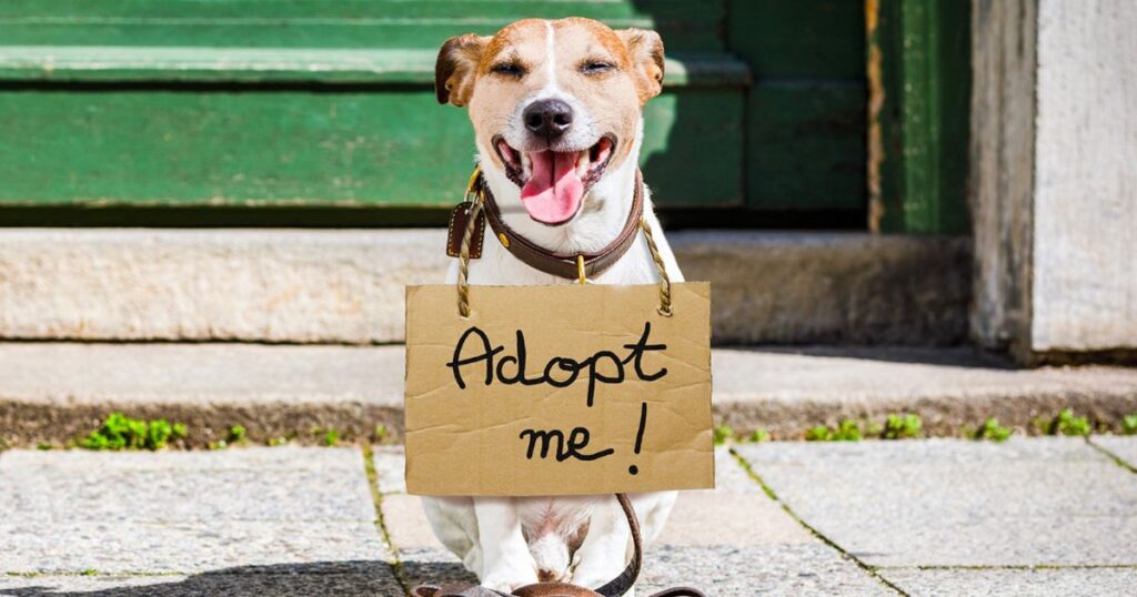 Adoption Events and Puppy Parties