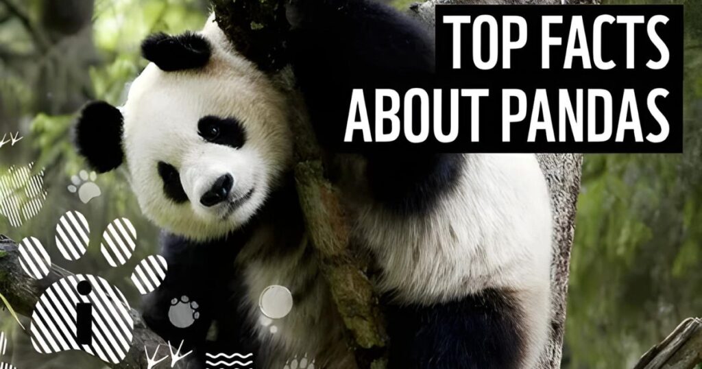 Fun Facts About Pandas