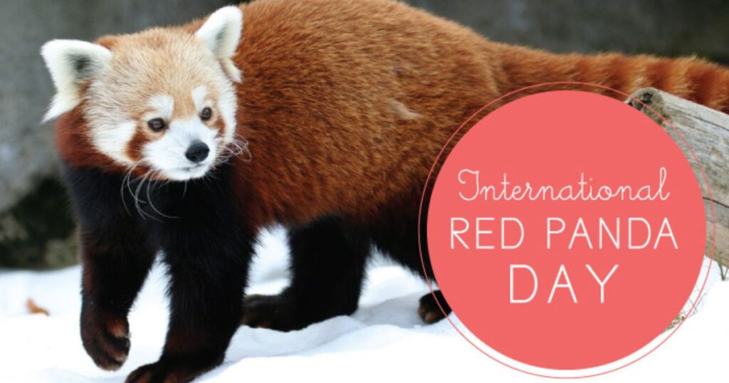 Celebrating the Red Panda Day