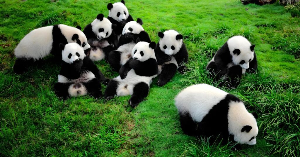 Raising Awareness through National Panda Day Events