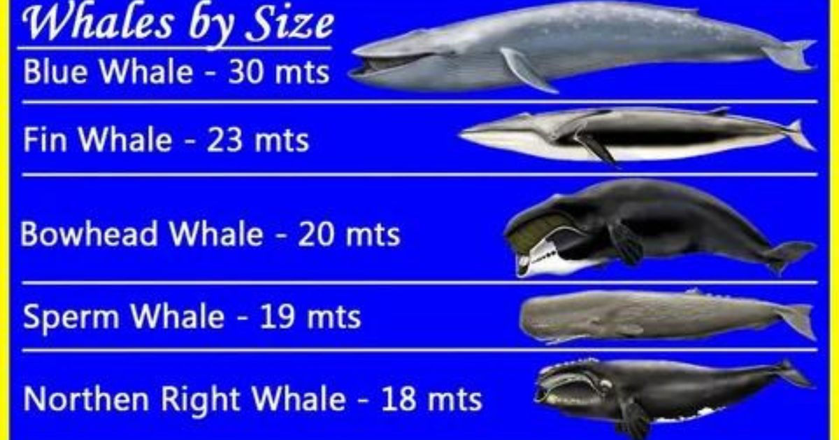 Right Whale Size