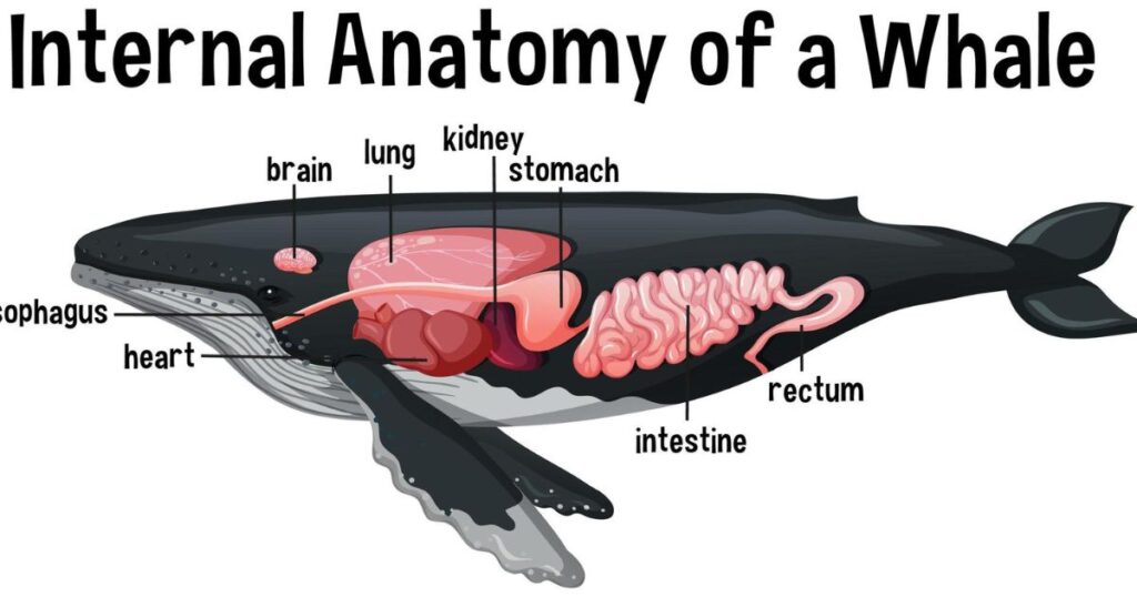 Right Whales: Anatomy and Distinctive Features