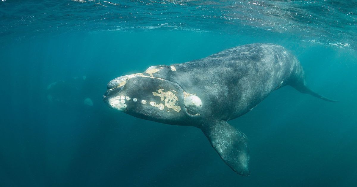 Right Whales Endangered Gentle Giants