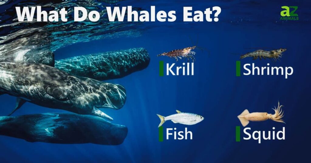 What Do Right Whales Eat?