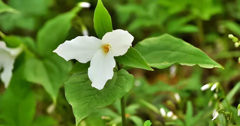 Great White Trillium Flower