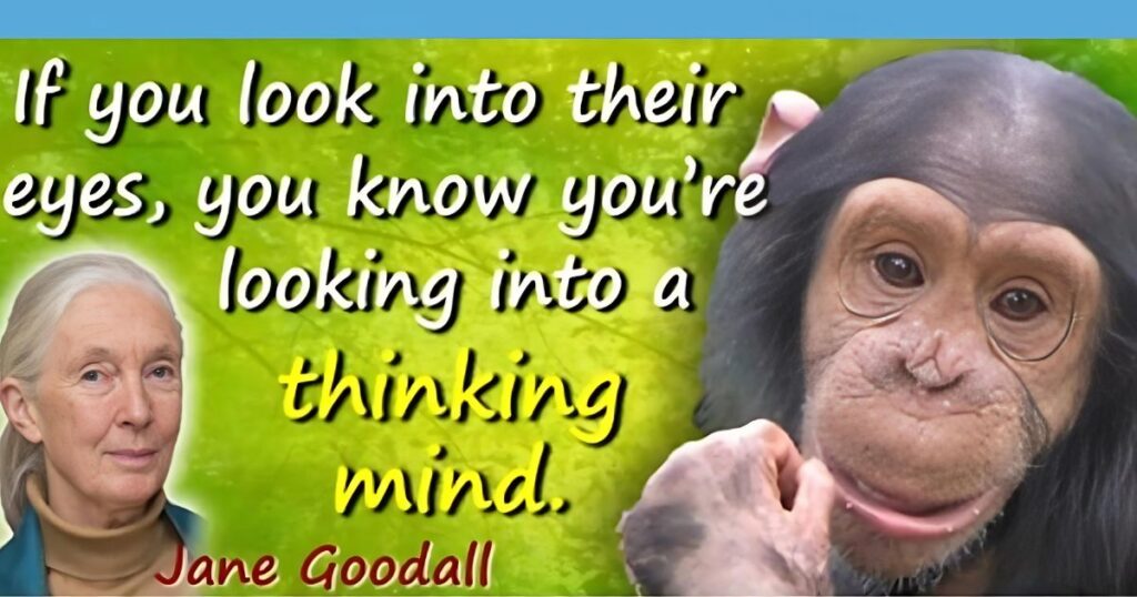 Jane Goodall Quotes About Chimpanzees