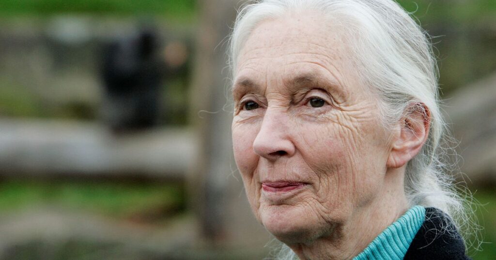 Jane Goodall Quotes About Hope 