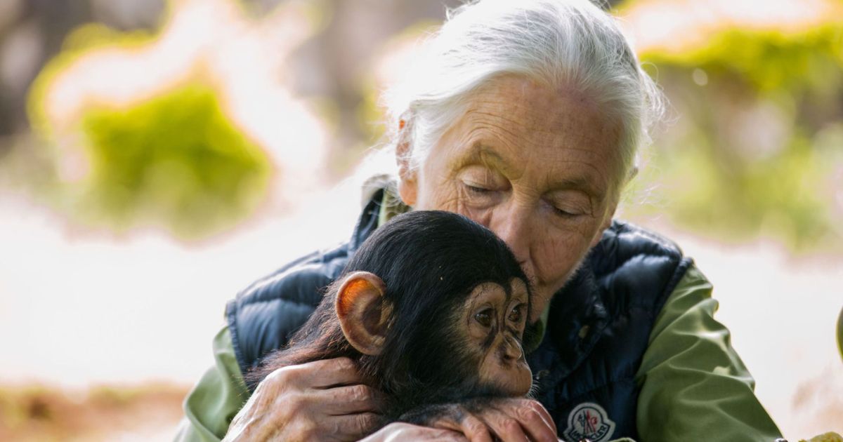 Jane Goodall Quotes: Chimps, Hope & 90th Birthday