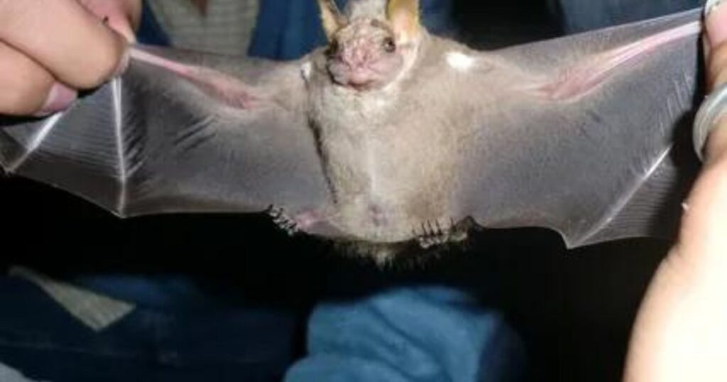 The Threats Facing Bat Populations
