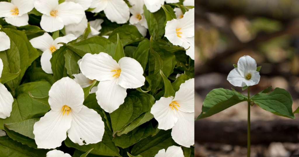 White Trillium