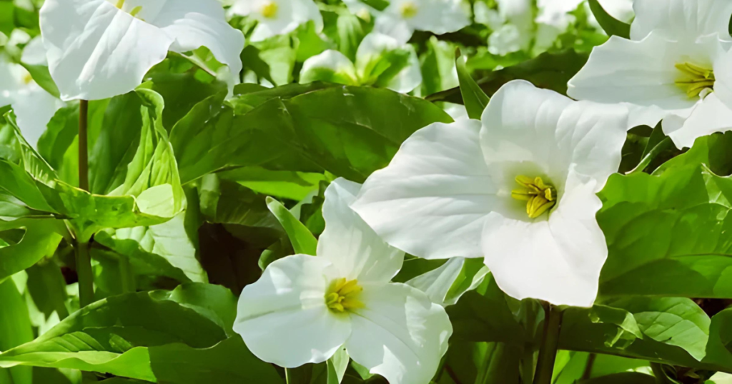 White Trillium