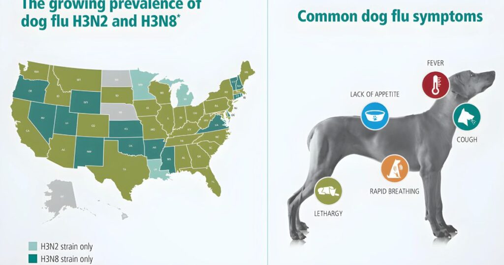 Signs and Symptoms of Canine Influenza